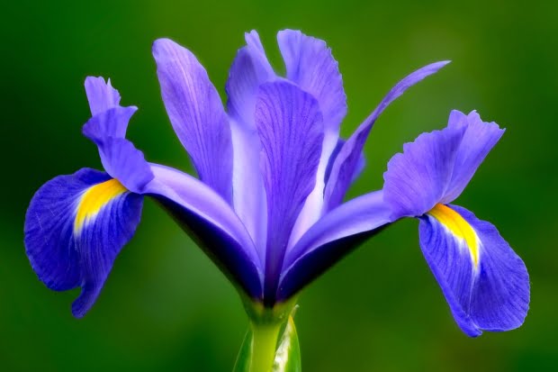 20 Flores Com As Simbologias Mais Especiais