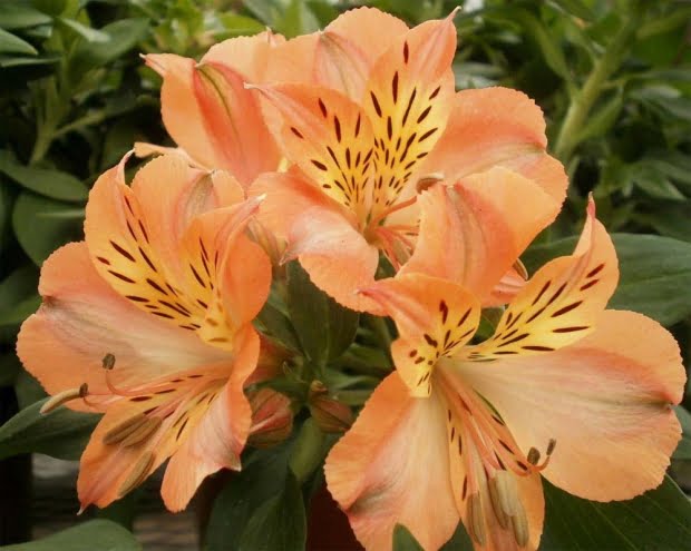20 Flores Com As Simbologias Mais Especiais