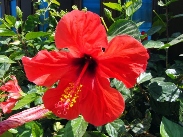 20 Flores Com As Simbologias Mais Especiais