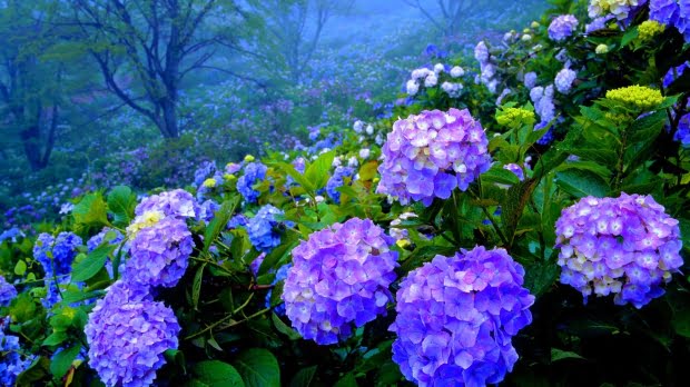 20 Flores Com As Simbologias Mais Especiais