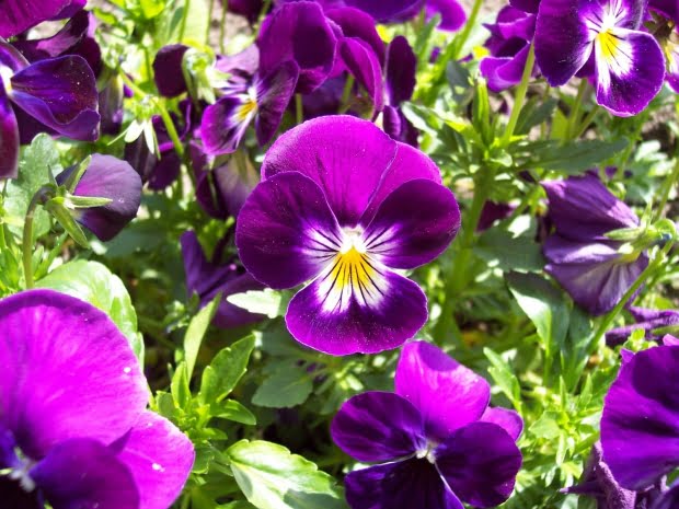 20 Flores Com As Simbologias Mais Especiais
