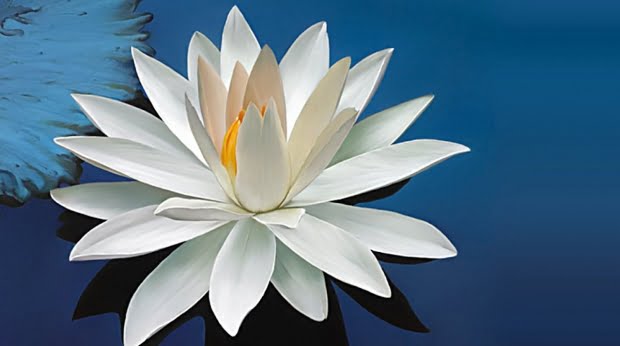 20 Flores Com As Simbologias Mais Especiais