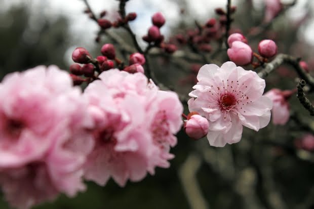 20 Flores Com As Simbologias Mais Especiais