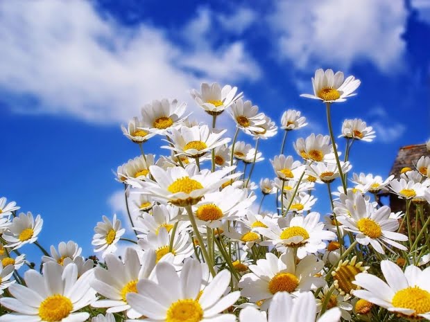 20 Flores Com As Simbologias Mais Especiais