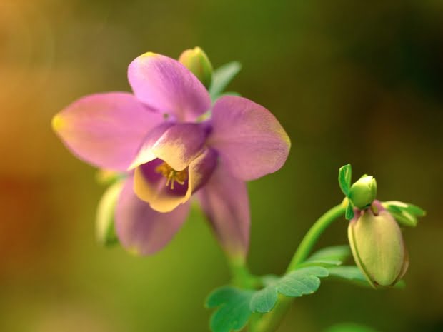 20 Flores Com As Simbologias Mais Especiais