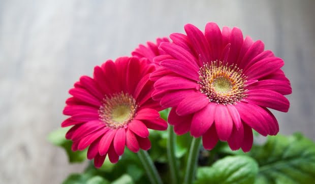 20 Flores Com As Simbologias Mais Especiais