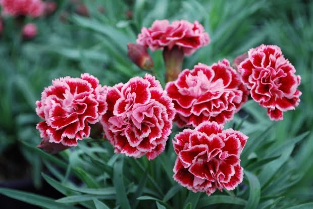 20 Flores Com As Simbologias Mais Especiais
