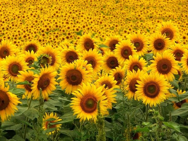 20 Flores Com As Simbologias Mais Especiais