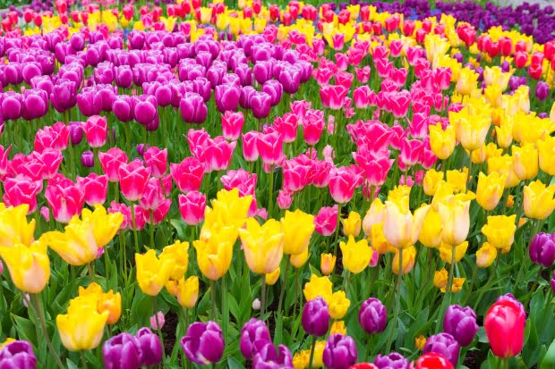 20 Flores Com As Simbologias Mais Especiais