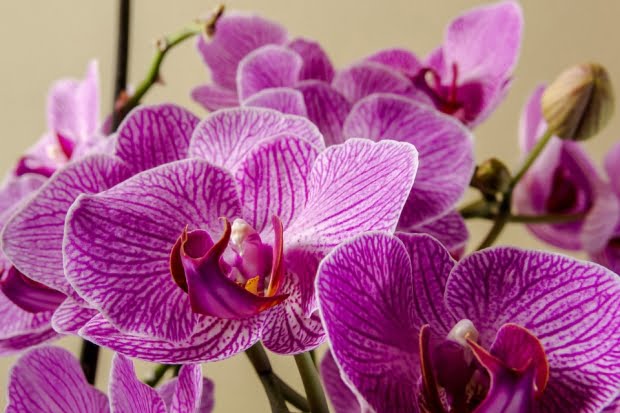 20 Flores Com As Simbologias Mais Especiais