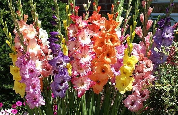 20 Flores Com As Simbologias Mais Especiais