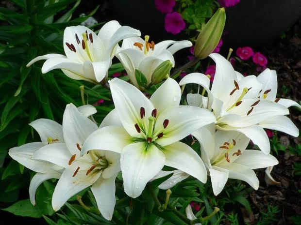20 Flores Com As Simbologias Mais Especiais