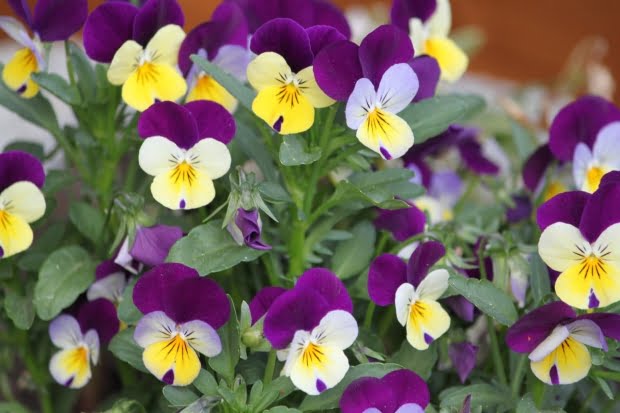 20 Flores Com As Simbologias Mais Especiais