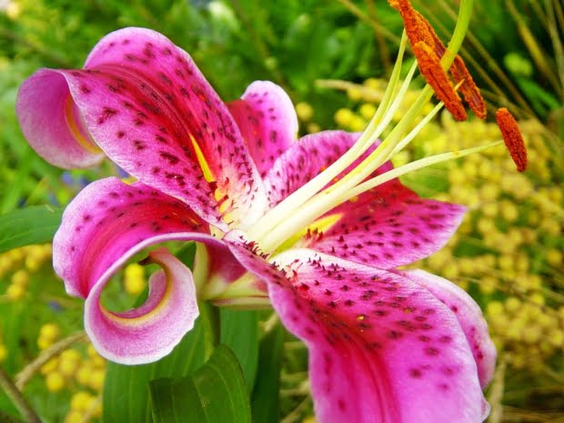 20 Flores Com As Simbologias Mais Especiais
