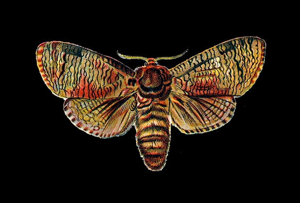 Animais E Insetos Que Simbolizam Mudanca E Transformacao