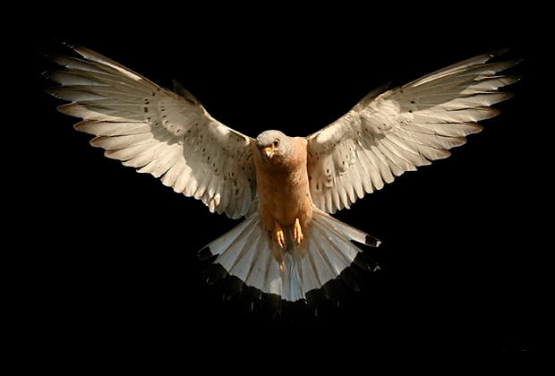 Animais E Insetos Que Simbolizam Mudanca E Transformacao