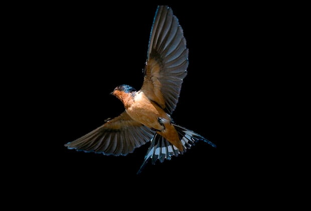 Animais E Insetos Que Simbolizam Mudanca E Transformacao