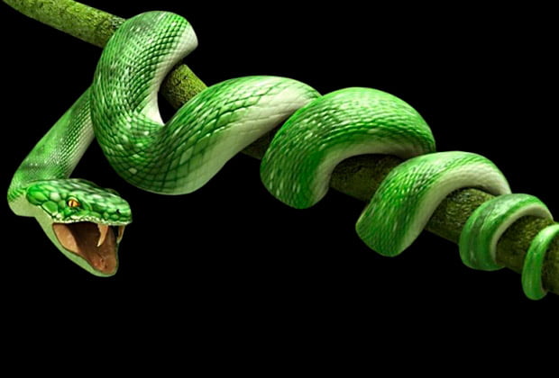 Animais E Insetos Que Simbolizam Mudanca E Transformacao