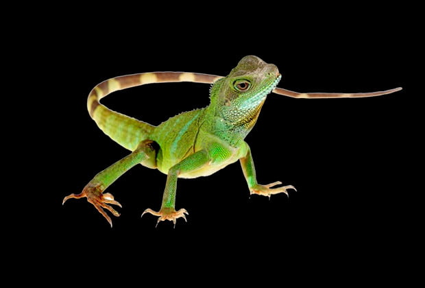 Animais E Insetos Que Simbolizam Mudanca E Transformacao