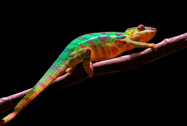 Animais E Insetos Que Simbolizam Mudanca E Transformacao