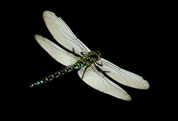 Animais E Insetos Que Simbolizam Mudanca E Transformacao