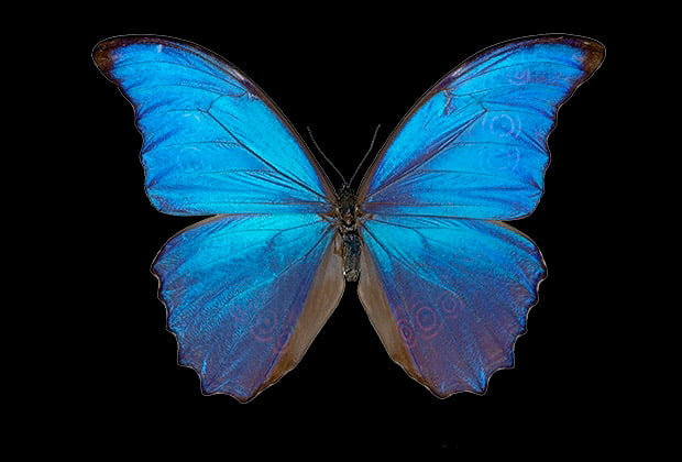 Animais E Insetos Que Simbolizam Mudanca E Transformacao