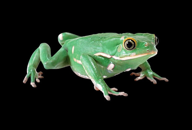 Animais E Insetos Que Simbolizam Mudanca E Transformacao