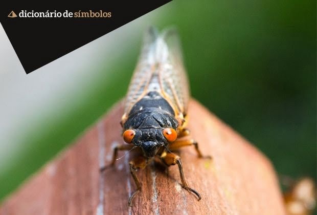 Cigarra As Simbologias Do Inseto E O Significado Do Seu Canto