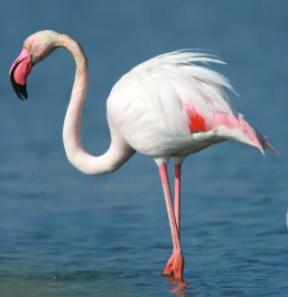 Flamingo