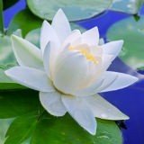 Flor De Lotus