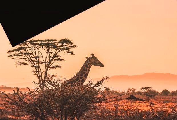 Girafa Um Simbolo De Intuicao E Elegancia