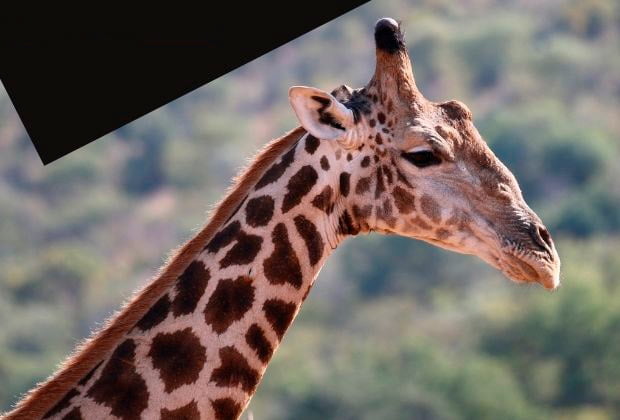 Girafa Um Simbolo De Intuicao E Elegancia