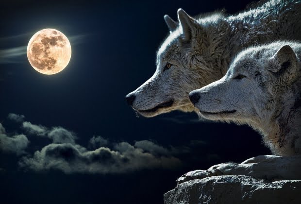 Lobo