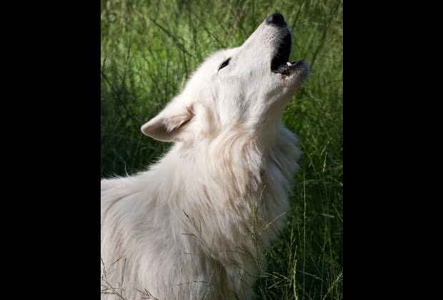 Lobo