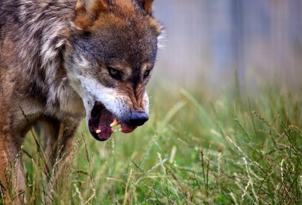 Lobo
