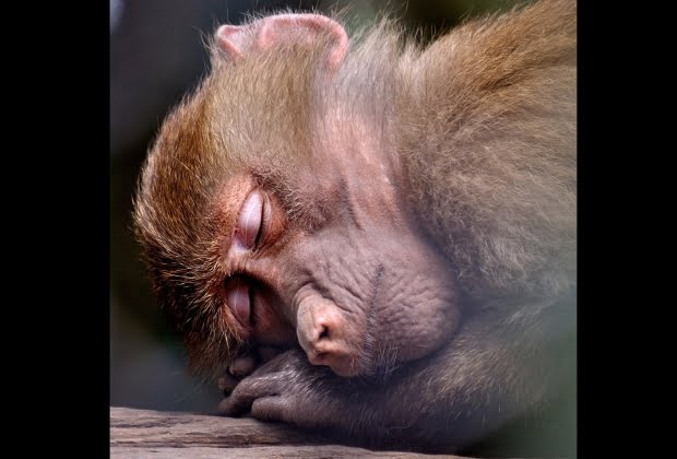 O Macaco E Seus Significados