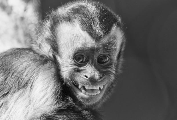 O Macaco E Seus Significados