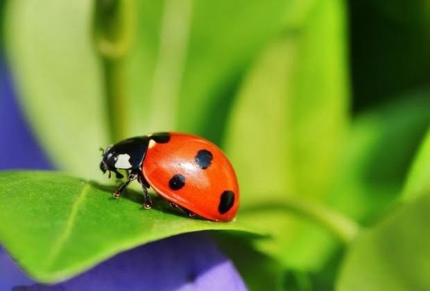 Significado Da Joaninha