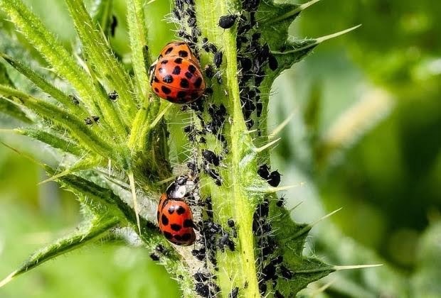 Significado Da Joaninha