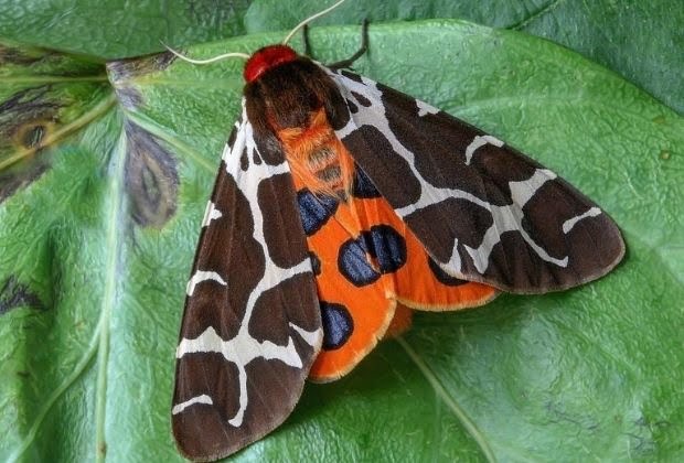 Significado Da Mariposa
