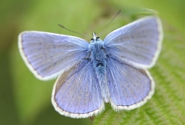 Significado Da Mariposa