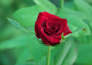 Significado Das Cores Das Flores