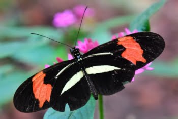 Significado De Borboleta Preta
