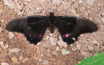 Significado De Borboleta Preta
