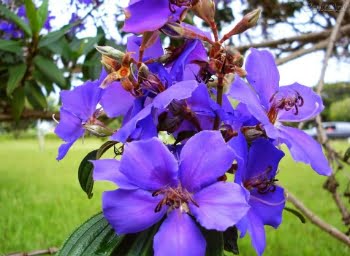 Significado De Flores Roxas