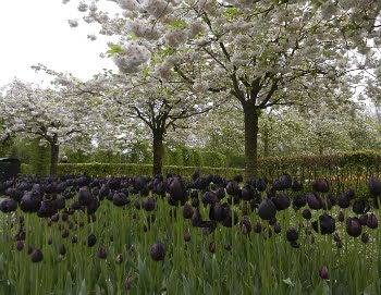 Significado De Tulipa Negra