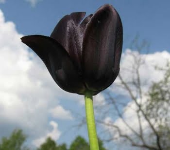 Significado De Tulipa Negra