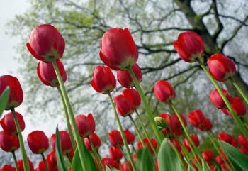 Significado De Tulipa Vermelha