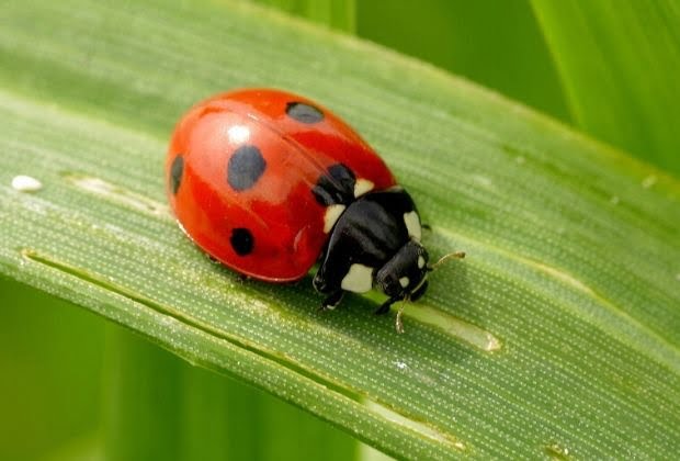 Significado Dos Insetos