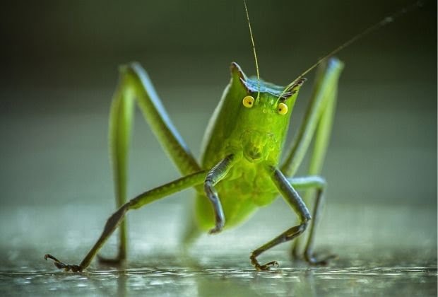 Significado Dos Insetos